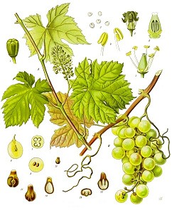 vitis vinifera